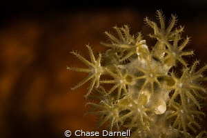 "Flowers"
Coral polyps with a nice orange background. by Chase Darnell 